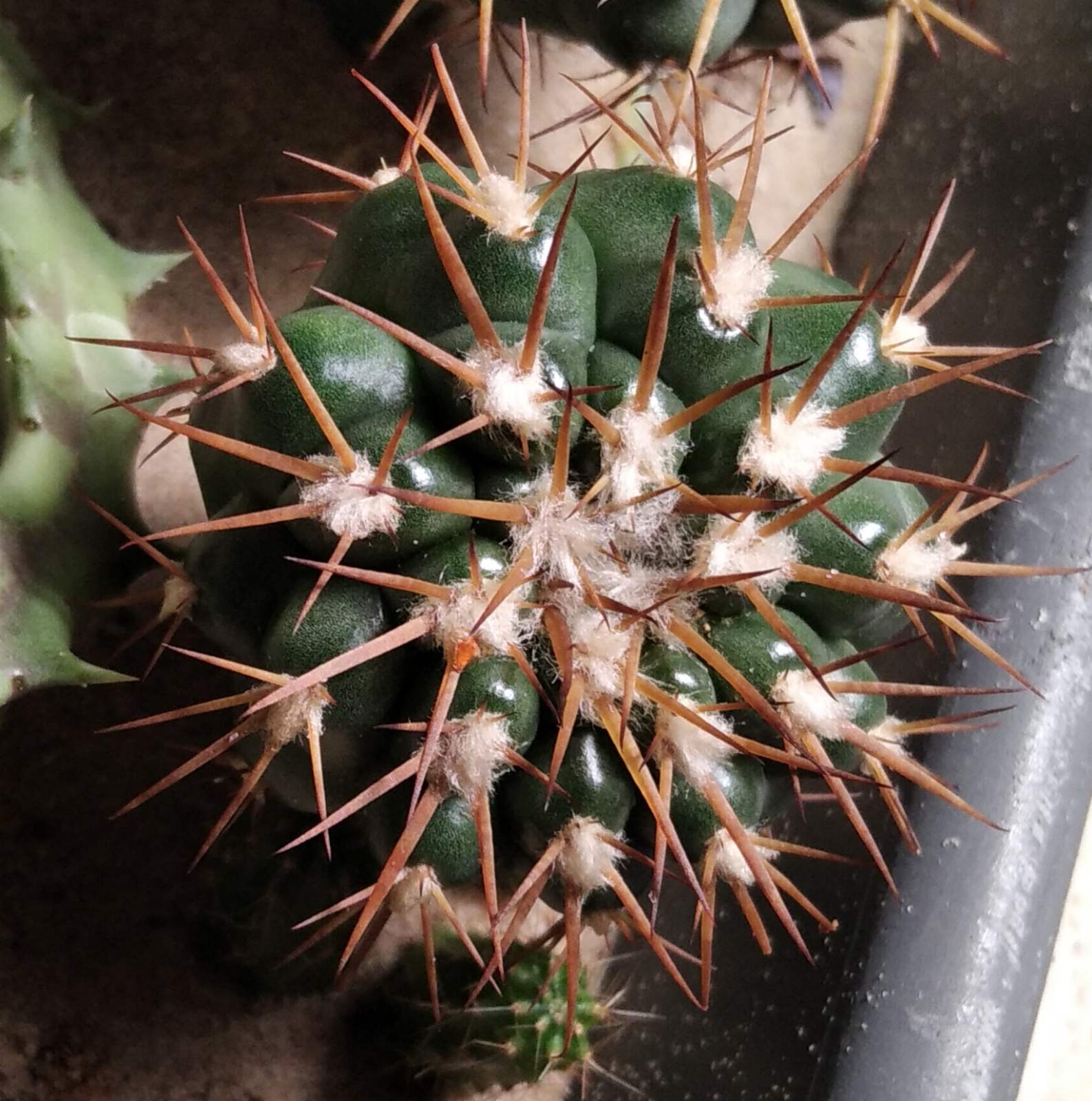 Discocactus nigrisaetosus HU448 -щеплення-