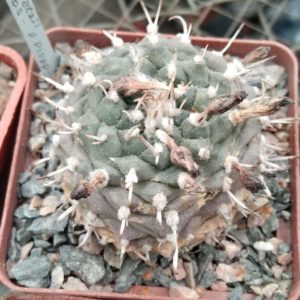Turbinicarpus bonatzii -Cerritos-