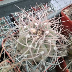 Gymn. mazanense v. polycephalum