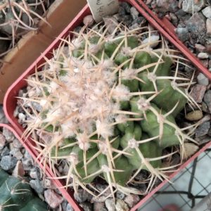 Discocactus insignis HU347 -cube-7cm