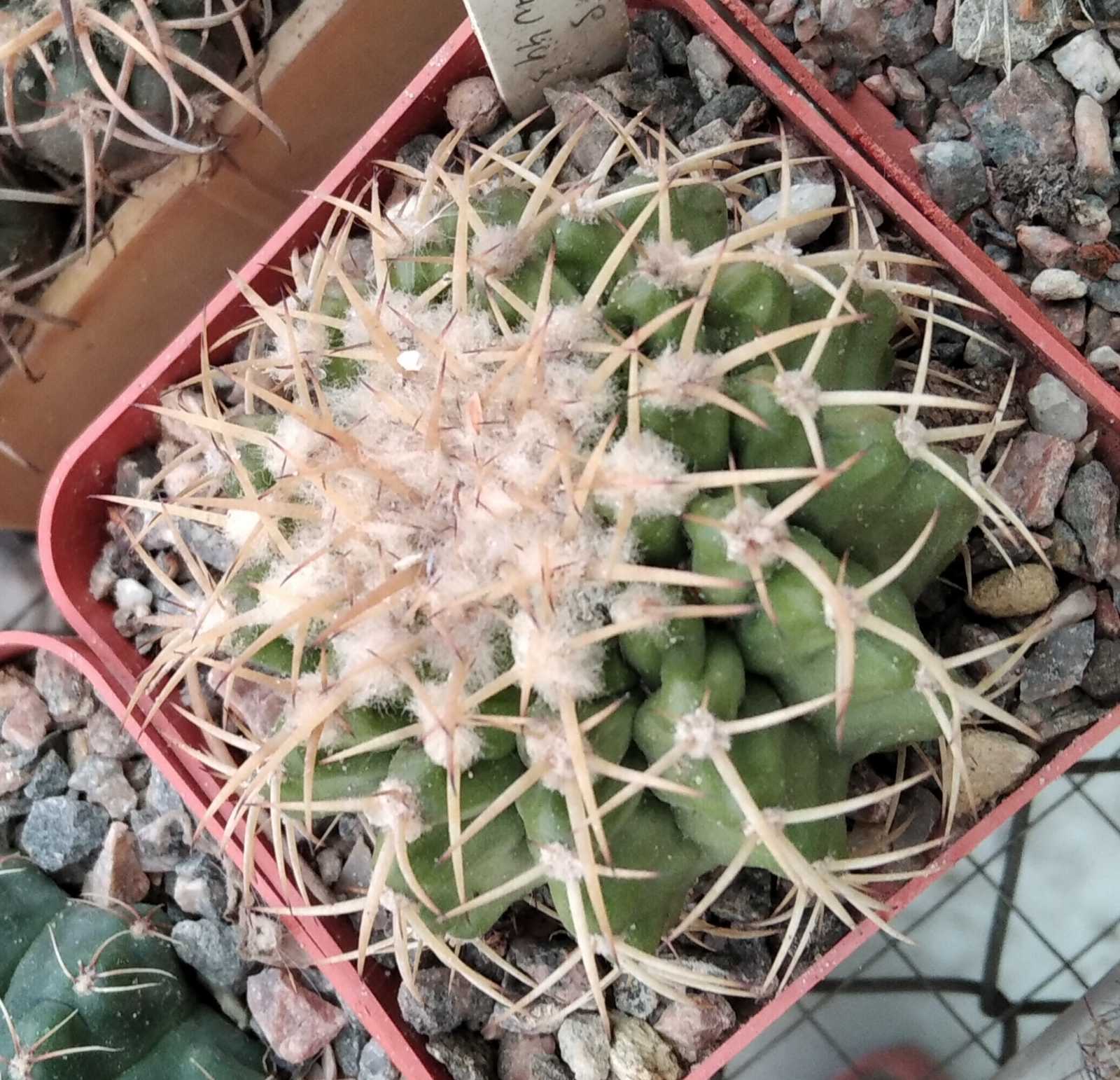 Discocactus insignis HU347 -cube-7cm