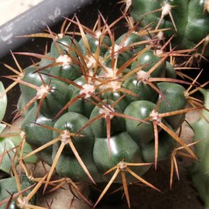 Discocactus nigrisaetosus HU448 -щеплення-