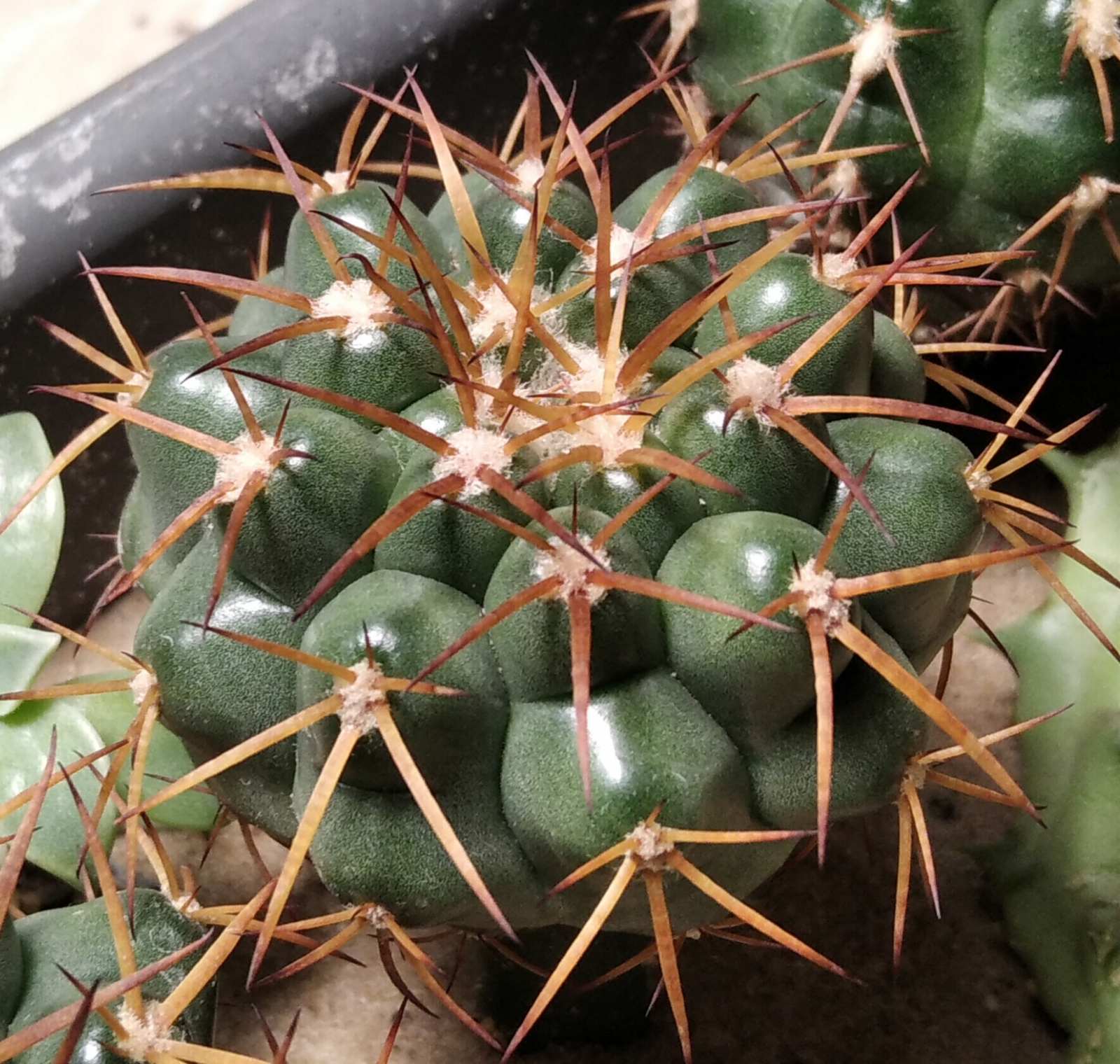 Discocactus nigrisaetosus HU448 -щеплення-