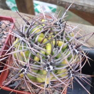 Gymnocalycium monvillei -hard spined form-