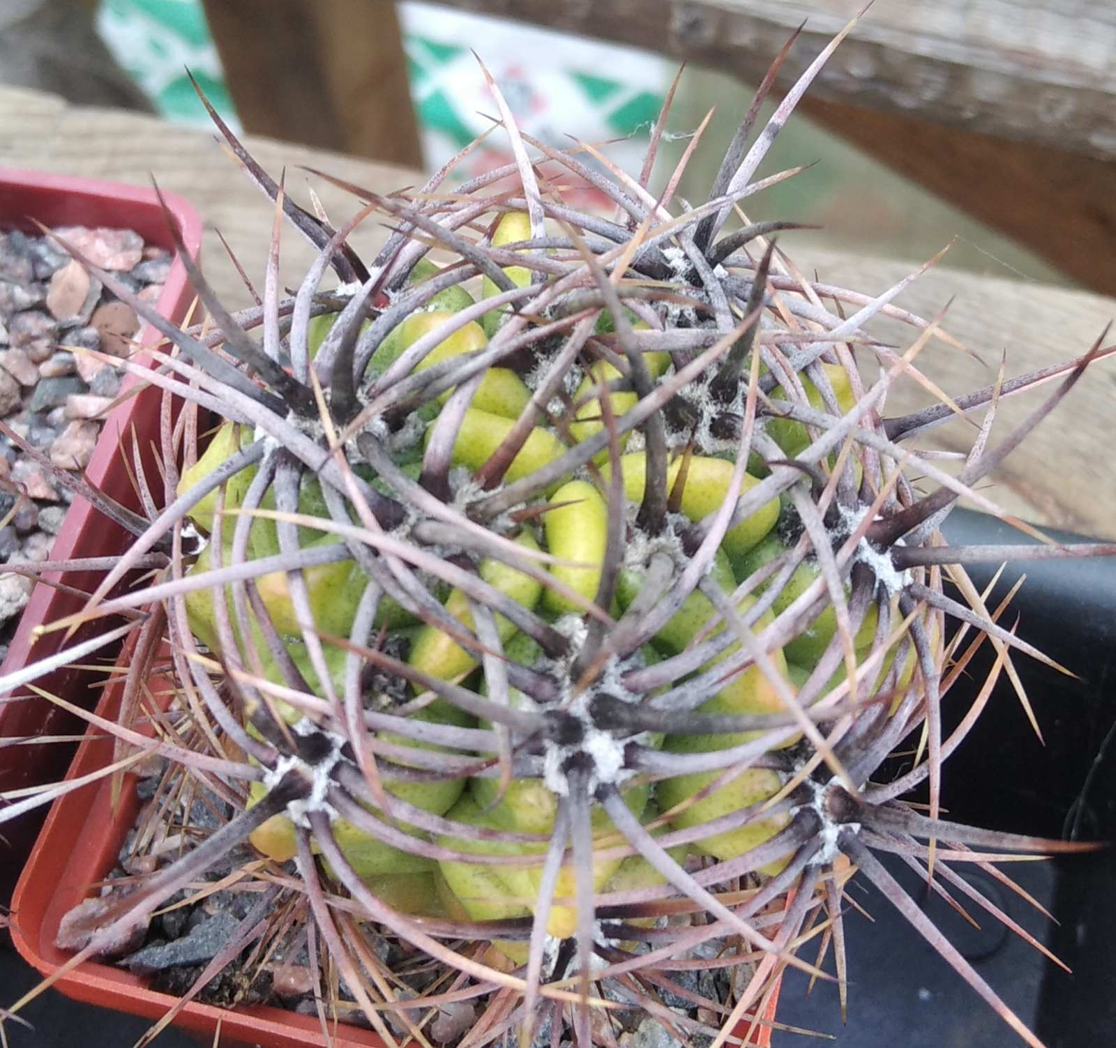 Gymnocalycium monvillei -hard spined form-