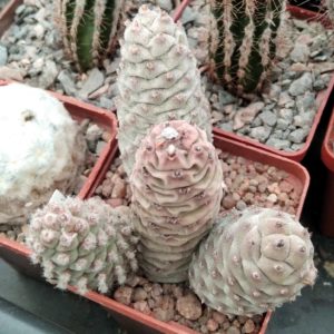 Tephrocactus strobiliformis -s
