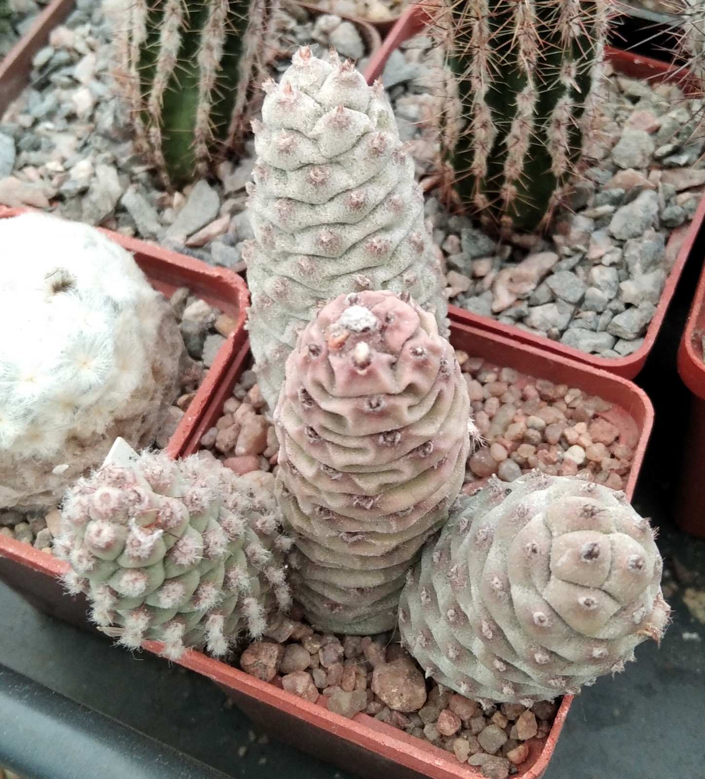 Tephrocactus strobiliformis -s