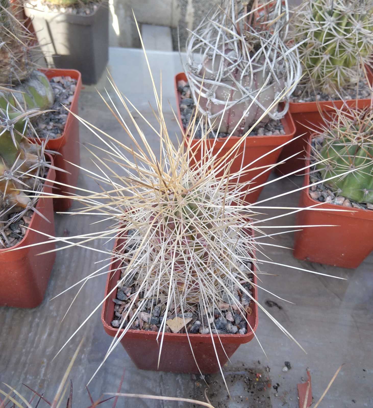 Echinocereus stramineus