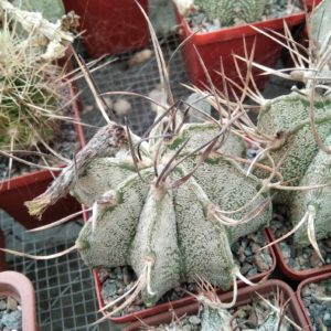 Astrophytum niveum 'Weisse Stachel' -Koehres-