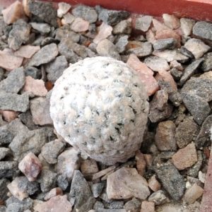 Turbinicarpus valdesianus -LB-