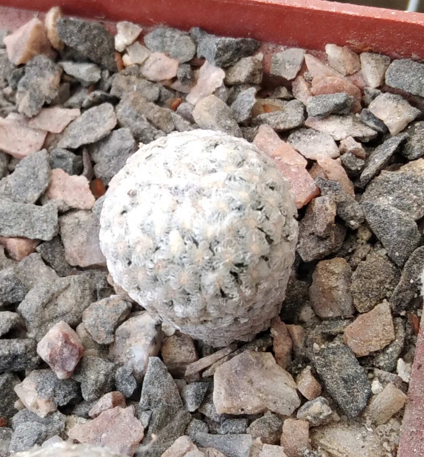 Turbinicarpus valdesianus -LB-