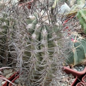 Neochilenia paucicostata -28 years-