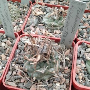 Turbinicarpus klinkerianus TGG7008 -s