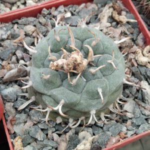 Turbinicarpus rioverdensis -s