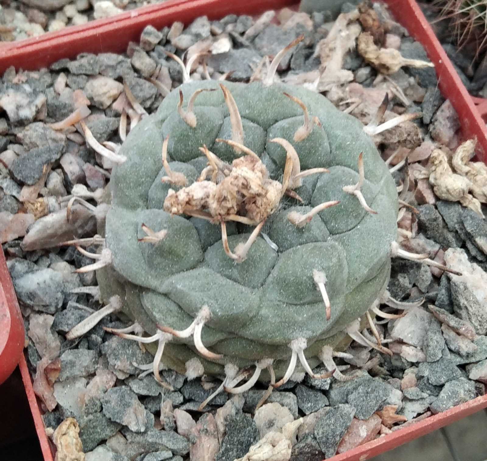 Turbinicarpus rioverdensis -s