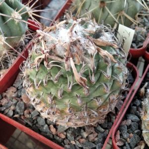Turbinicarpus spec. Negrito -Koehres-25+years-