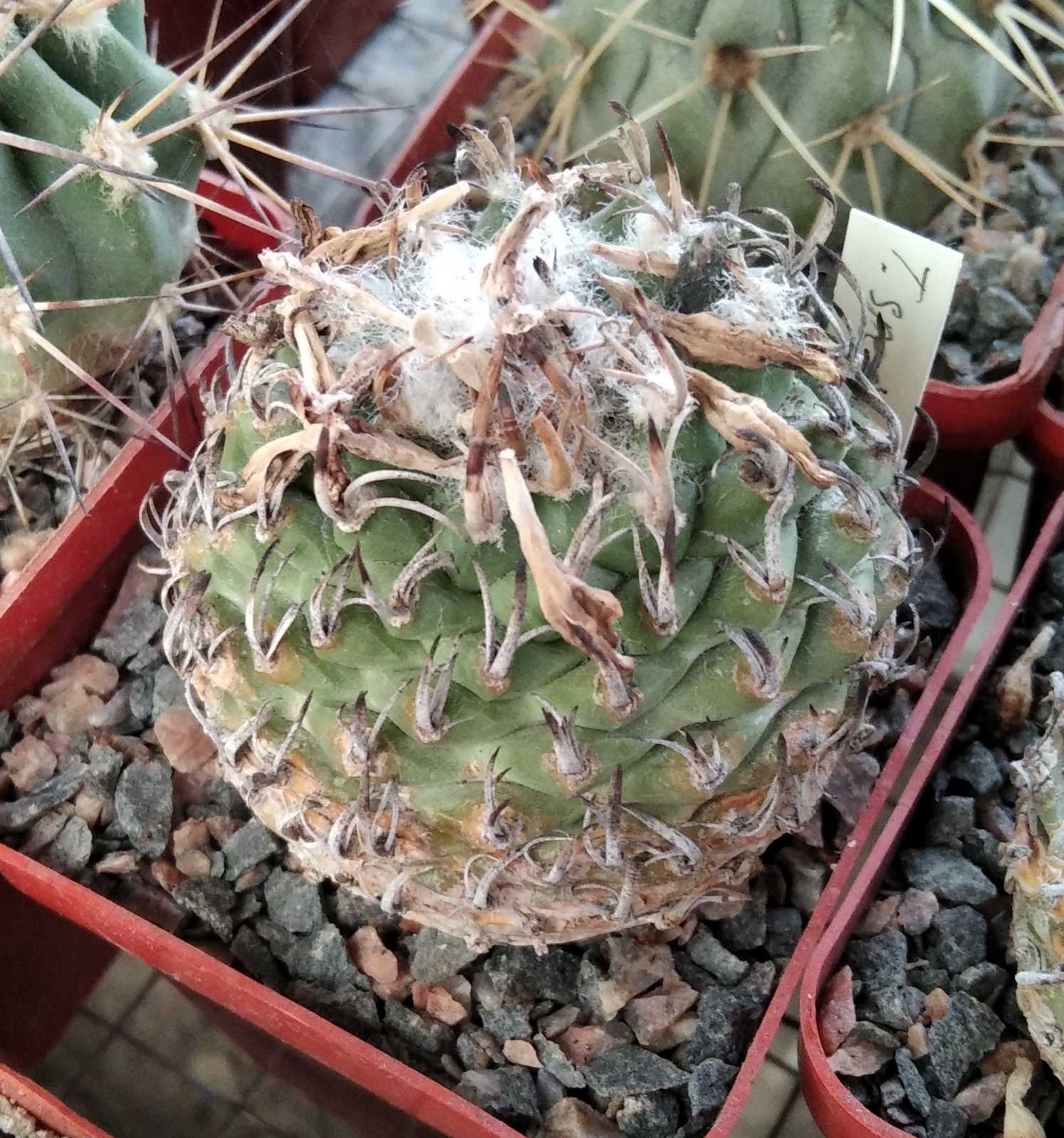 Turbinicarpus spec. Negrito -Koehres-25+years-