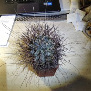 Glandulicactus wrightii - куб-8см- колекційна рослина біля 25 років-