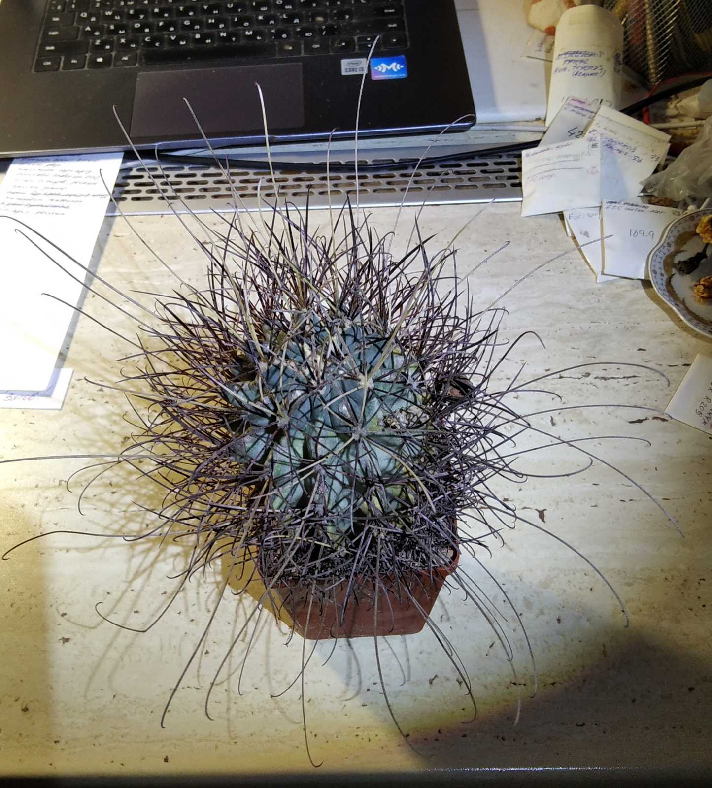 Glandulicactus wrightii - куб-8см- колекційна рослина біля 25 років-