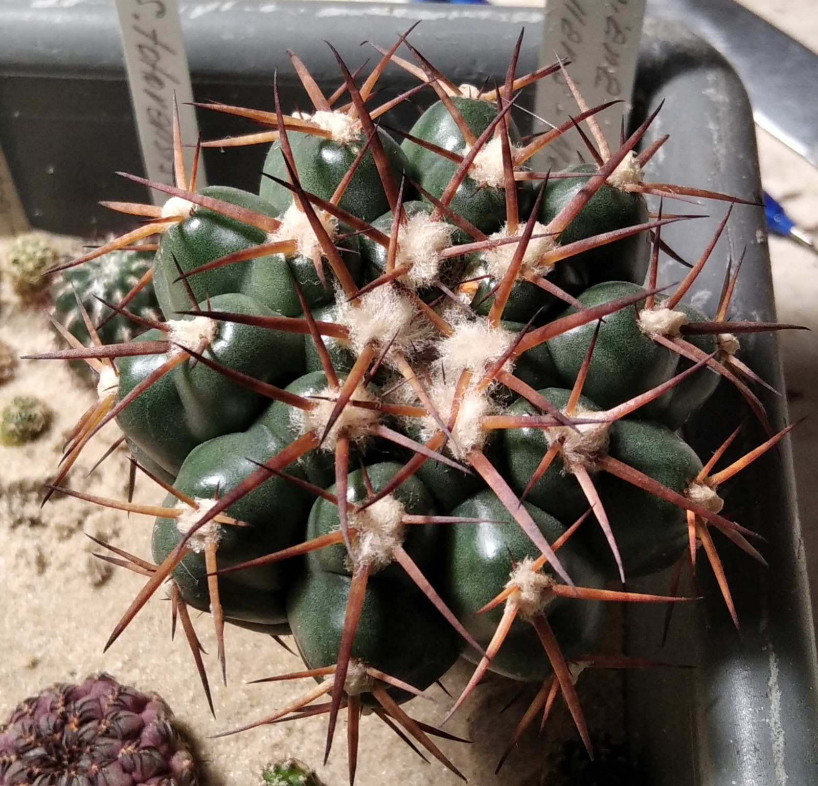 Discocactus nigrisaetosus HU448 -щеплення-
