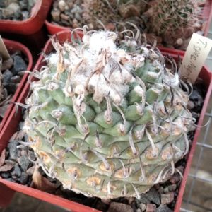 Turbinicarpus spec. Negrito -Koehres-25+years-