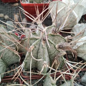Astrophytum niveum 'Weisse Stachel' -Koehres-