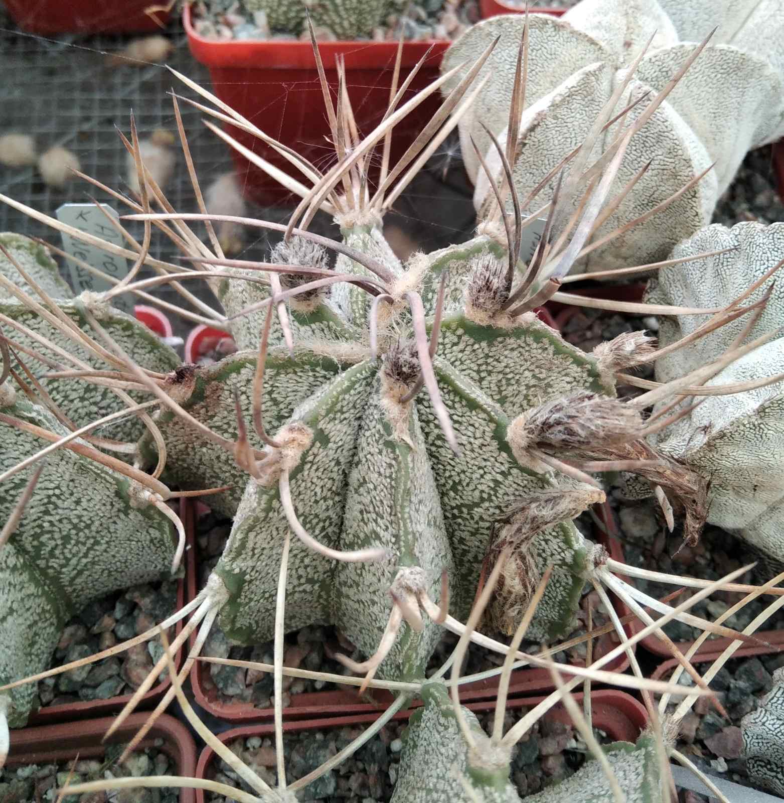 Astrophytum niveum 'Weisse Stachel' -Koehres-