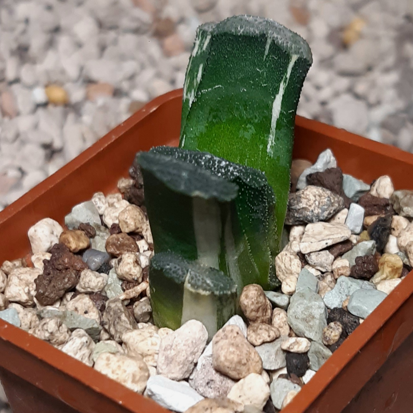 Haworthia truncata variegata