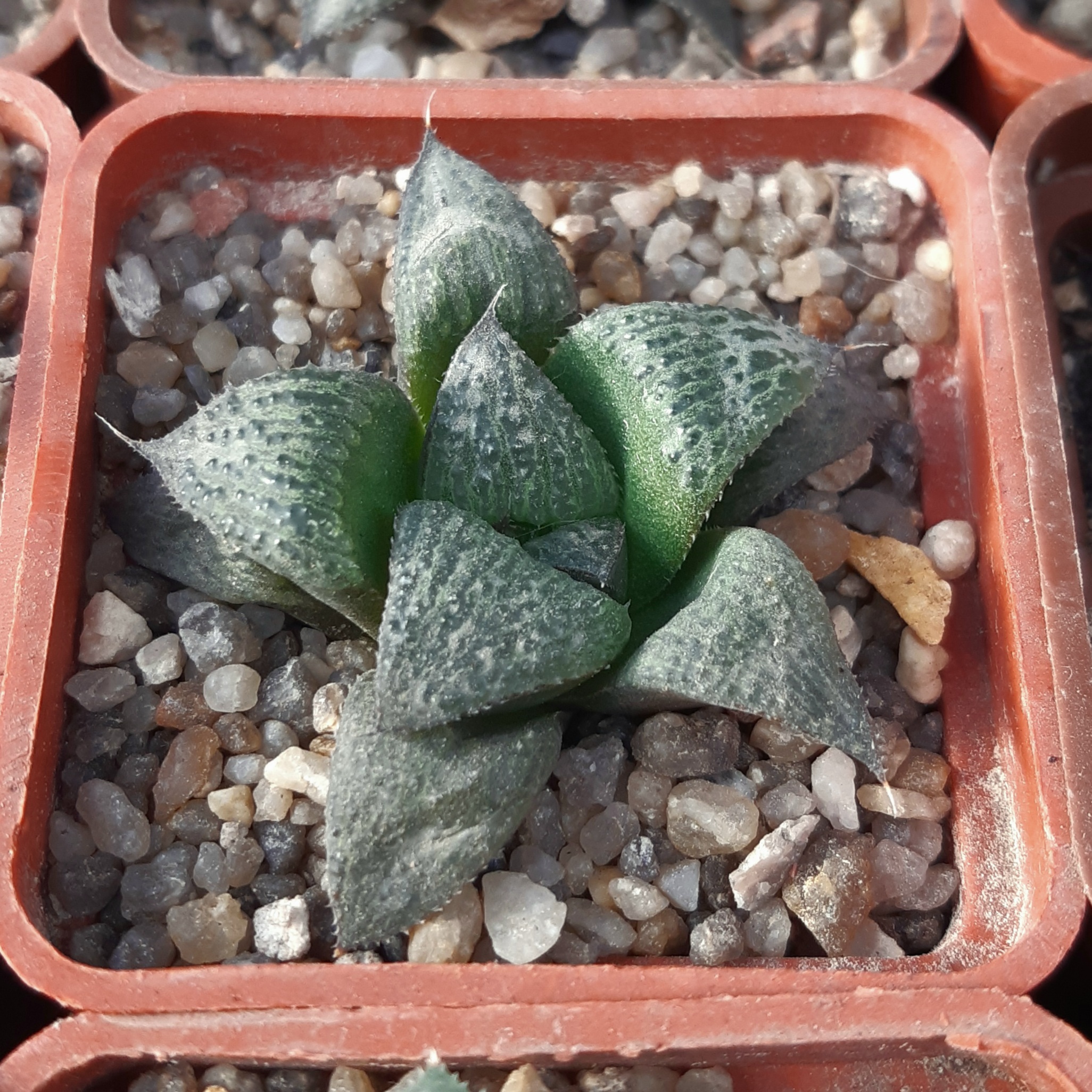 Haworthia splendens