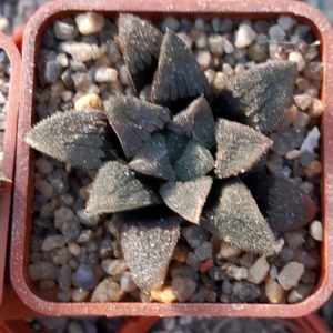 Haworthia multihybrid