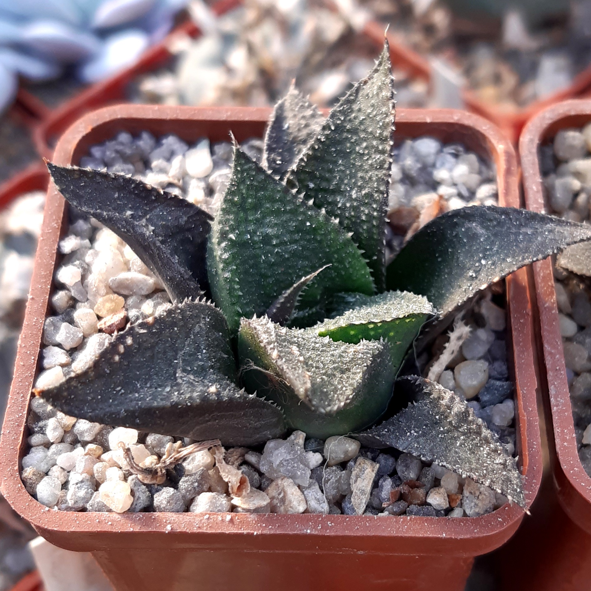 Haworthia multihybrid