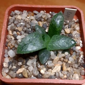 Haworthia comptoniana 'Yoshida Hakuganryu White Eye Dragon'