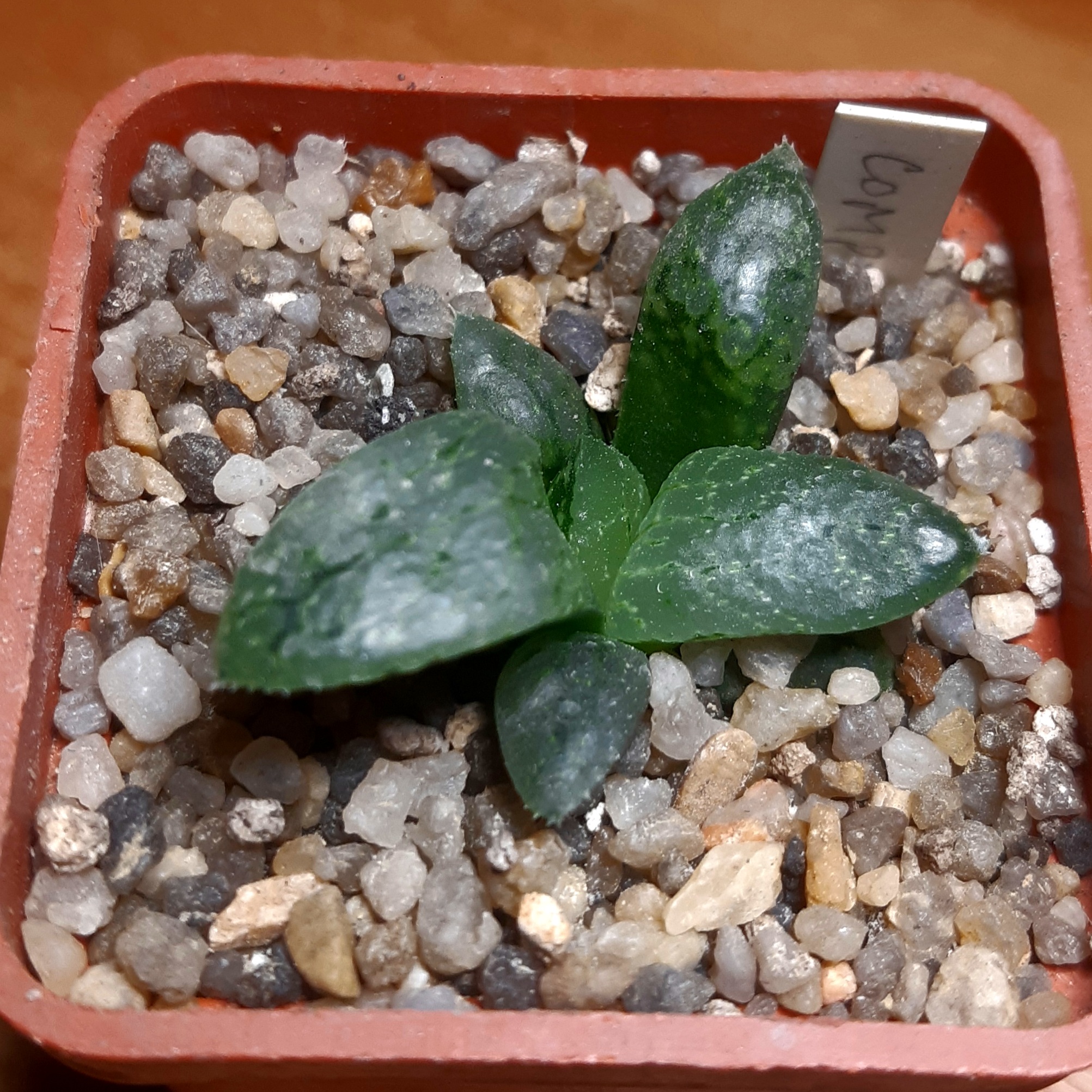 Haworthia comptoniana 'Yoshida Hakuganryu White Eye Dragon'