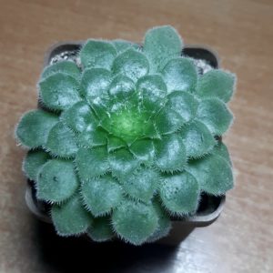 Aeonium tabuliforme hybr.