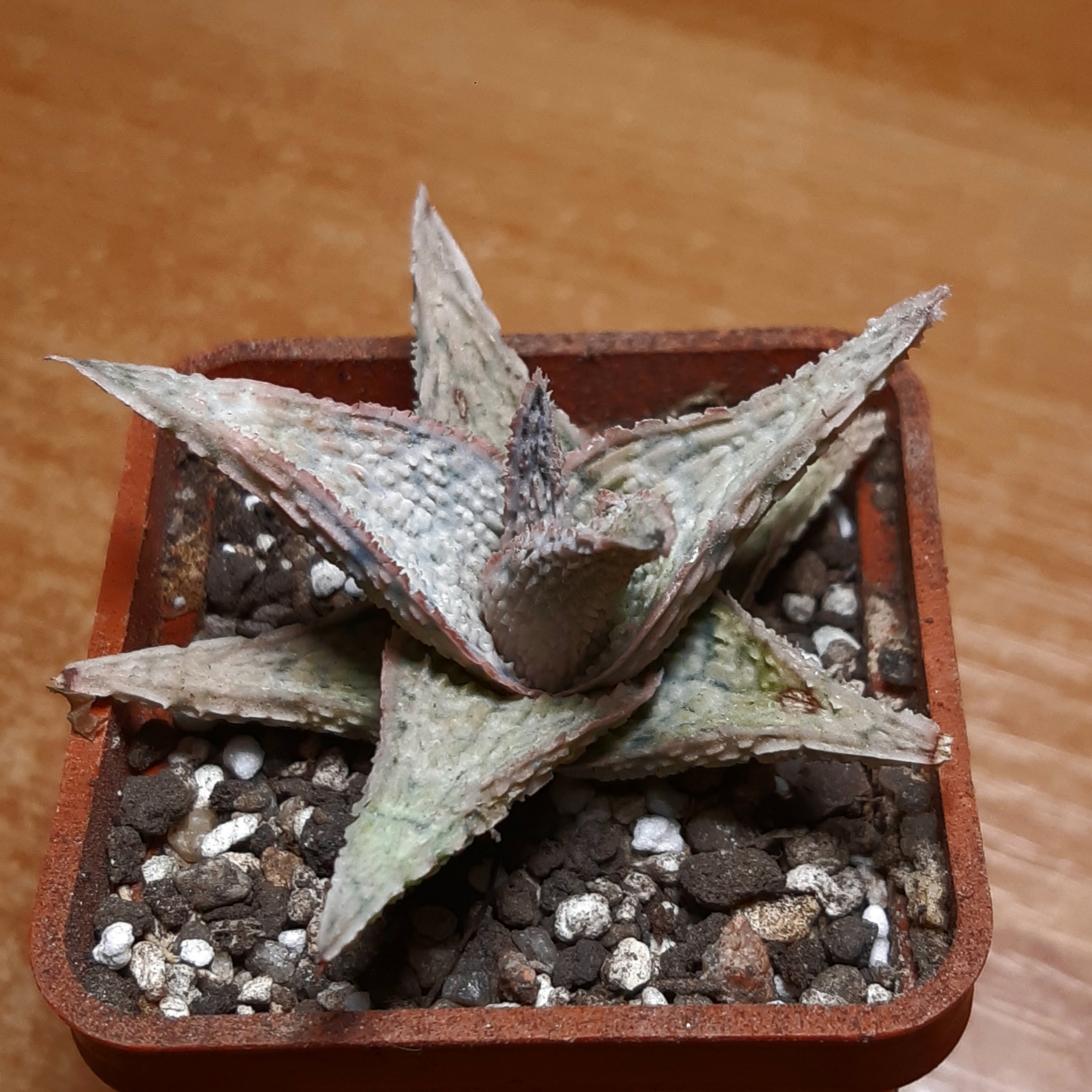 Aloe hybr.
