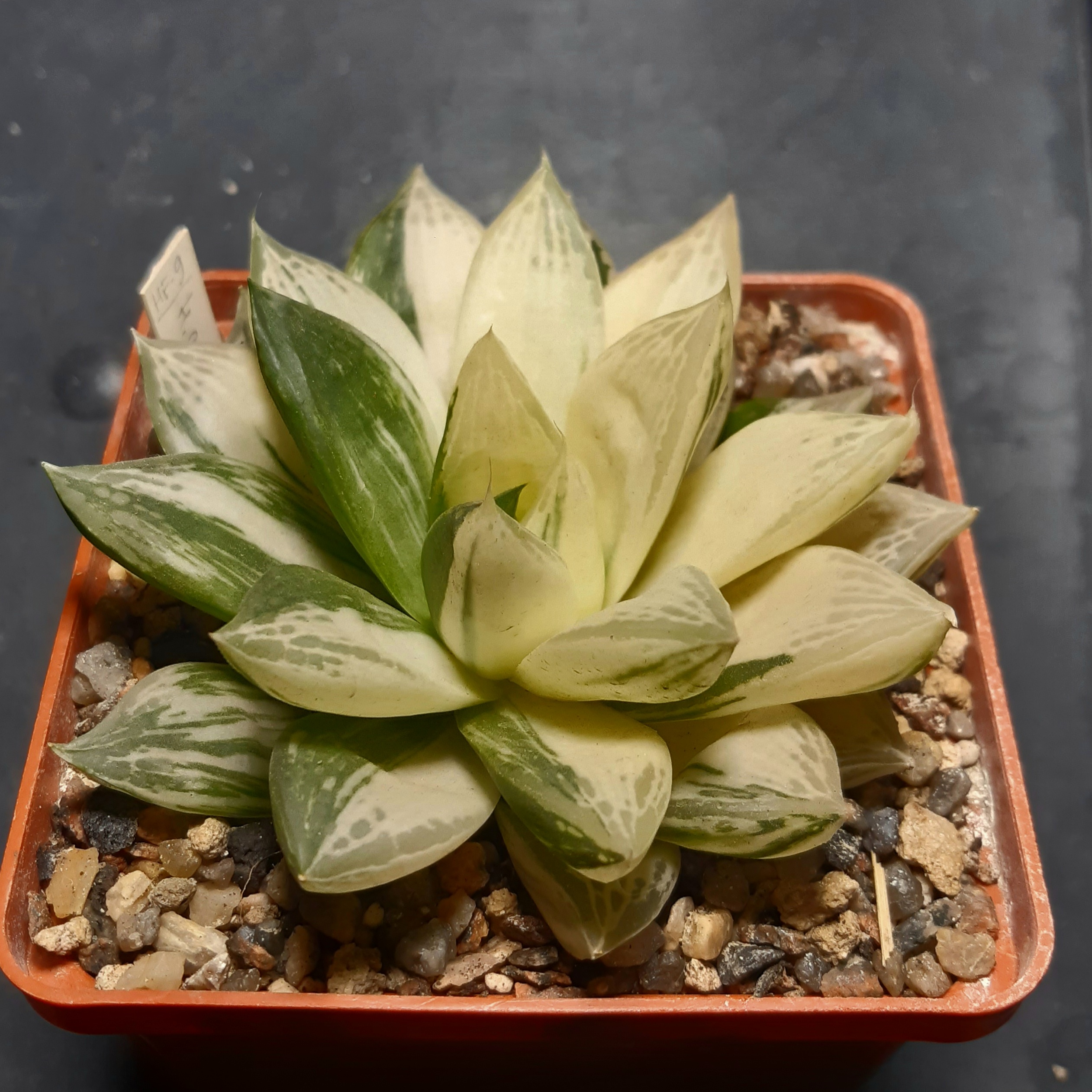 Haworthia 'Shiokin' cuspidata variegata (HF-9 ex.Kaktus-Nishi")