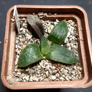 Haworthia selection ('Steklo' x 'N Suishou 101')