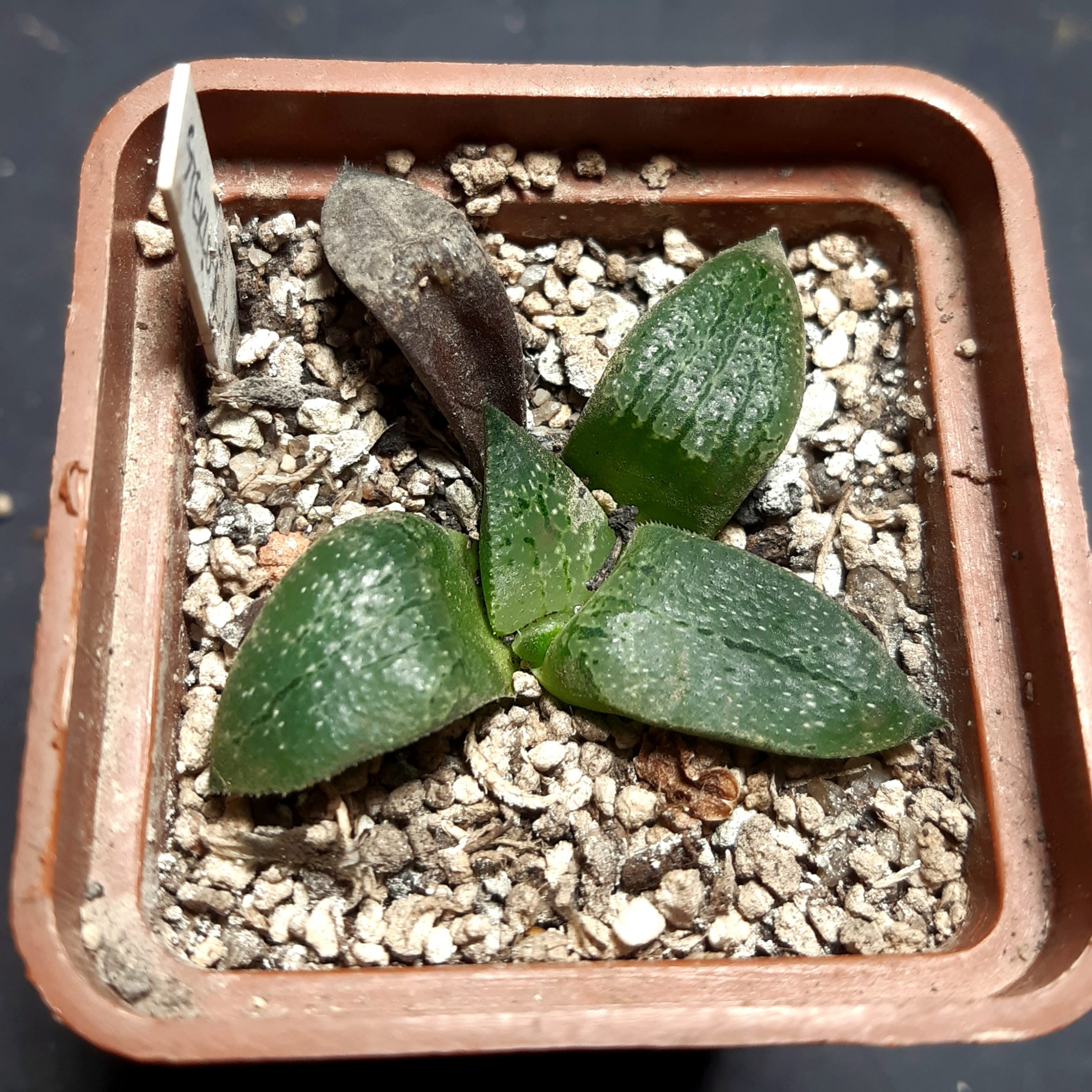 Haworthia selection ('Steklo' x 'N Suishou 101')
