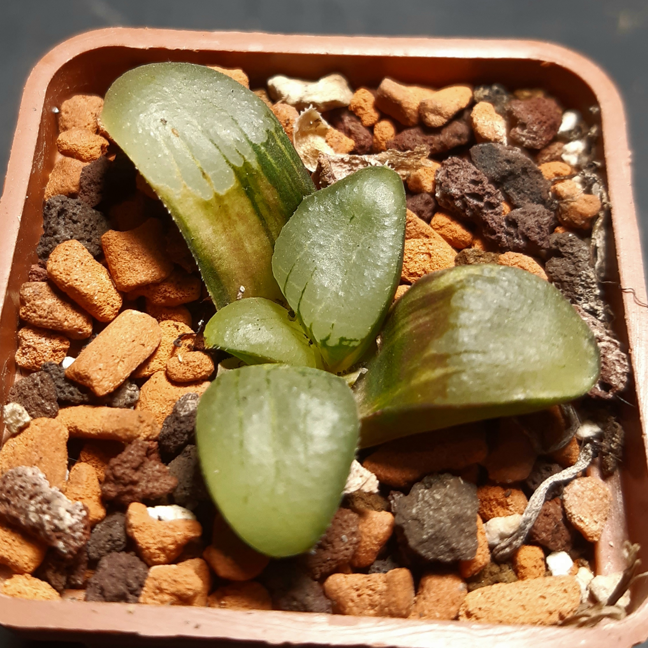 Haworthia springbokvlakensis variegata (seedling)