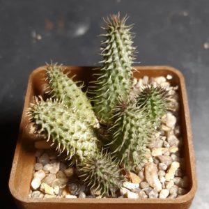 Huernia cv.'Cooclebur'