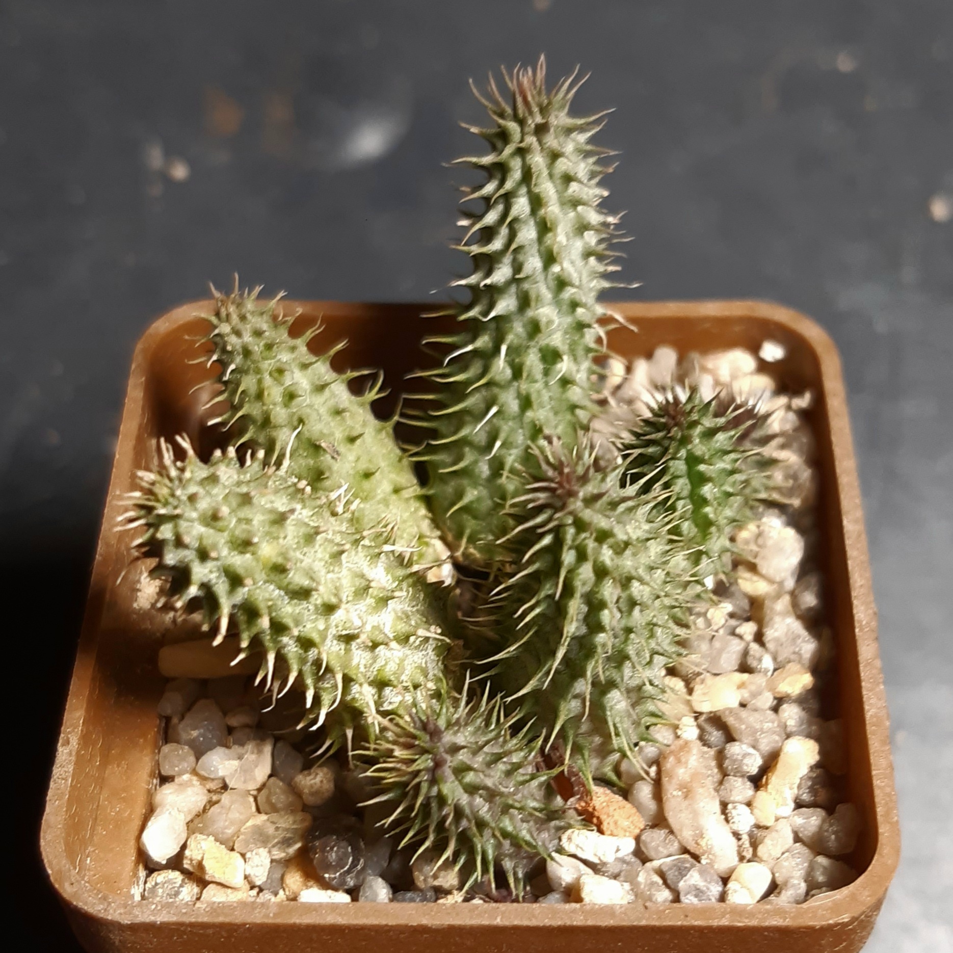 Huernia cv.'Cooclebur'