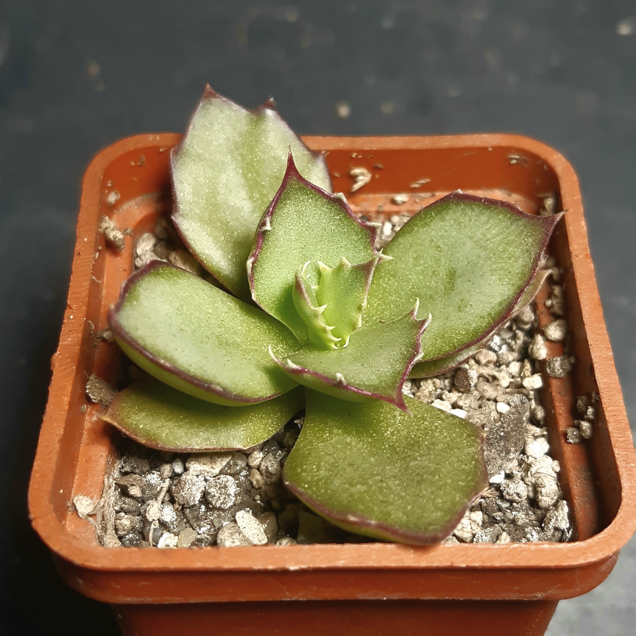 Kalanchoe synsepala