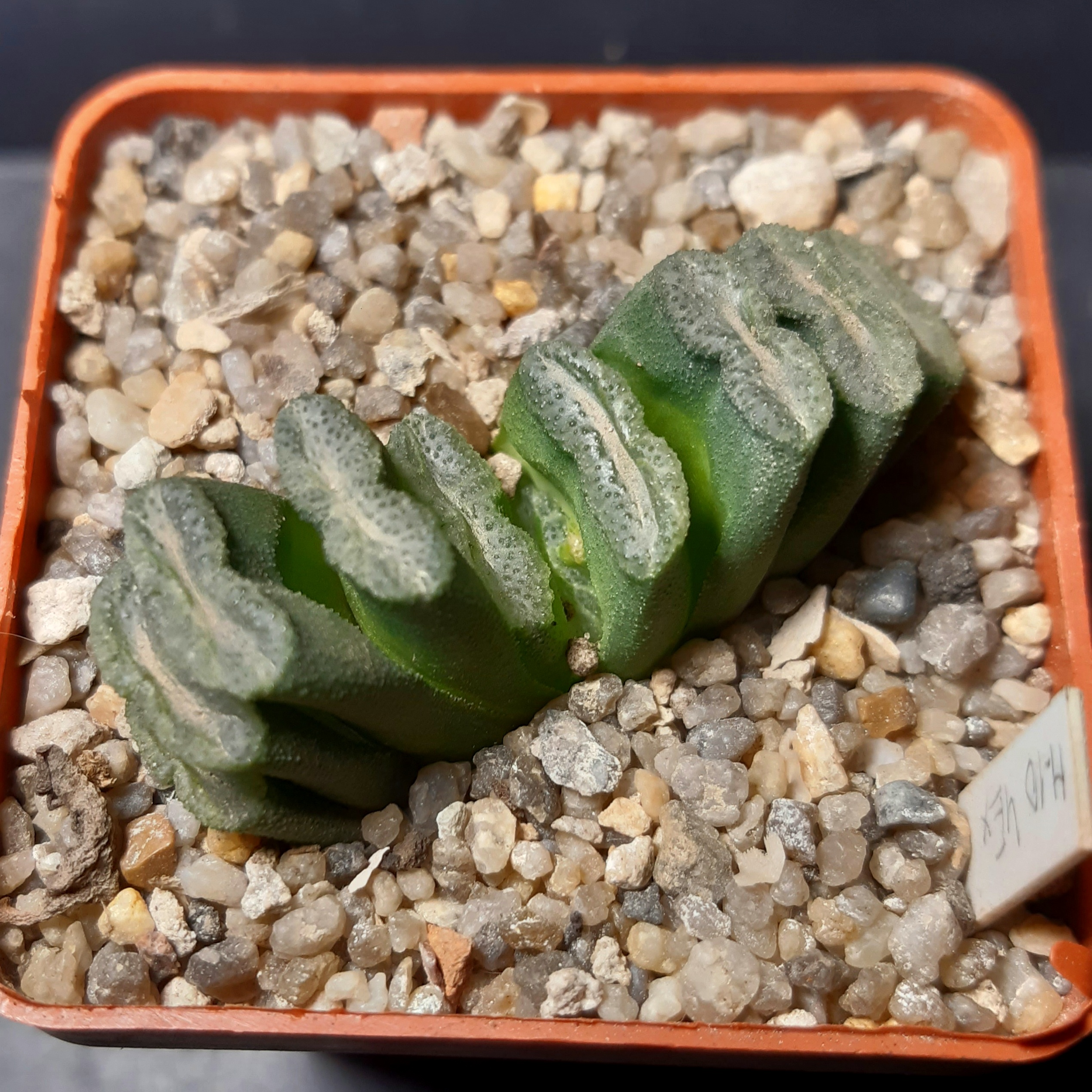Haworthia truncata Japan