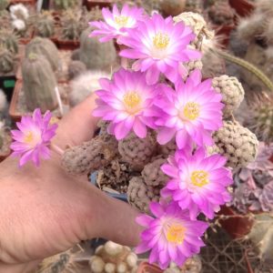 Mammillaria theresae -seeds-насіння-