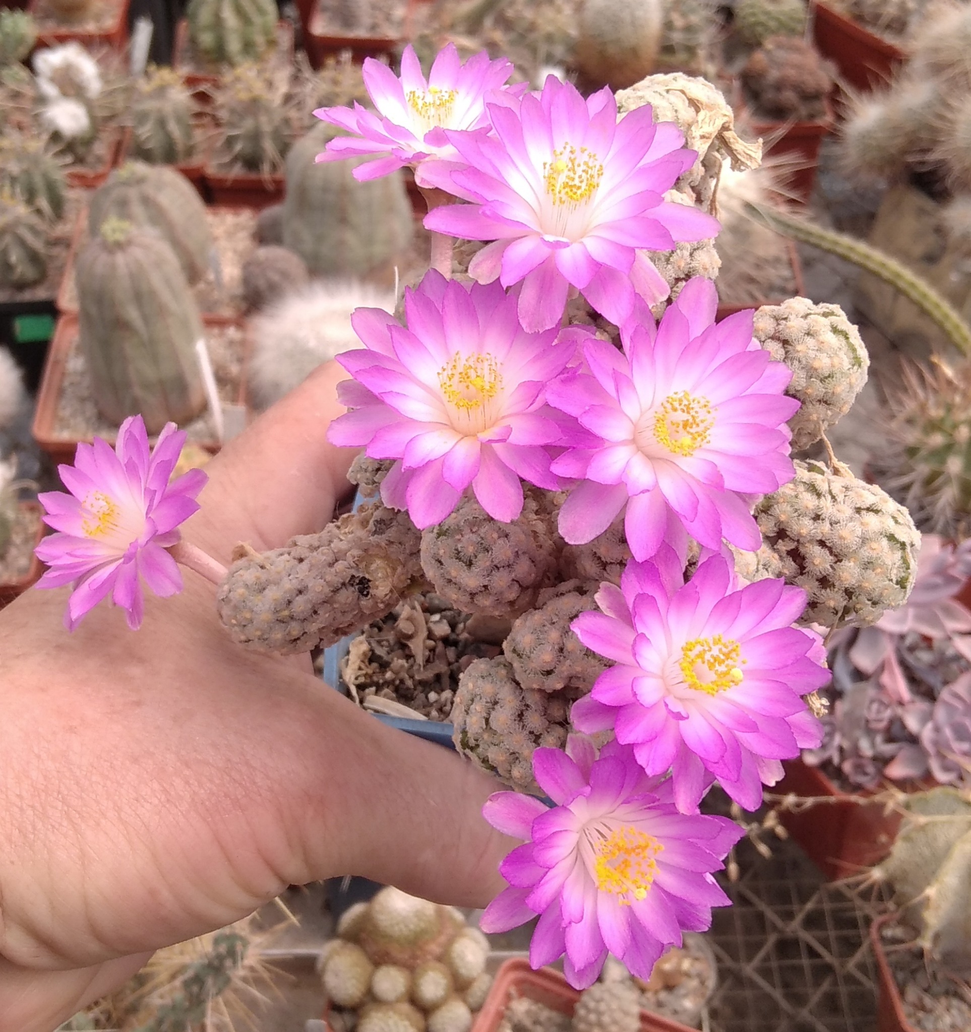 Mammillaria theresae -seeds-насіння-