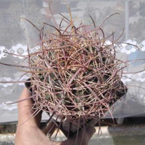 Ferocactus cylindraceus -MG-