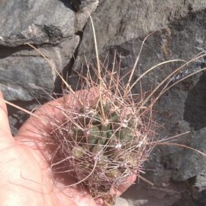 Ferocactus sinuatus -MG-