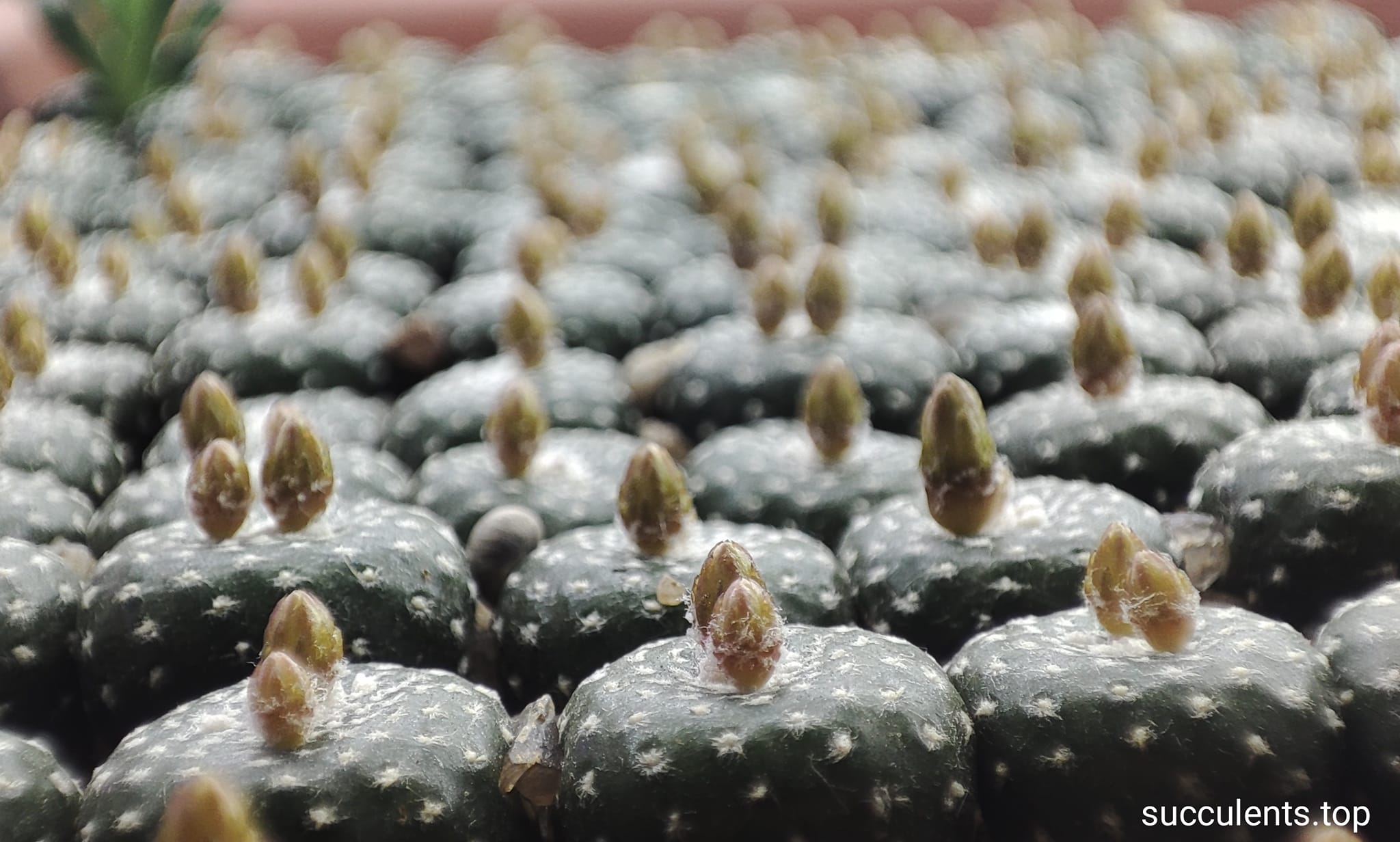 насіння blossfeldia subterranea  seeds  10шт