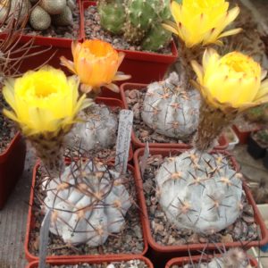 Acanthocalycium glaucum "Super Silver"-seeds-насіння-