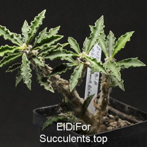 насіння euphorbia capsaintemariensis seeds